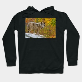 Gray Wolf Hoodie